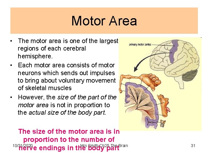 Motor Area • The motor area is one of the largest regions of each