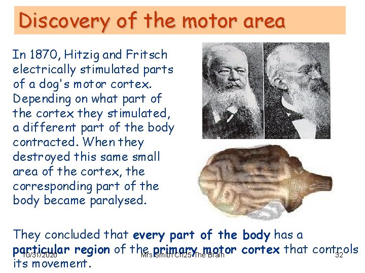 Discovery of the motor area In 1870, Hitzig and Fritsch electrically stimulated parts of