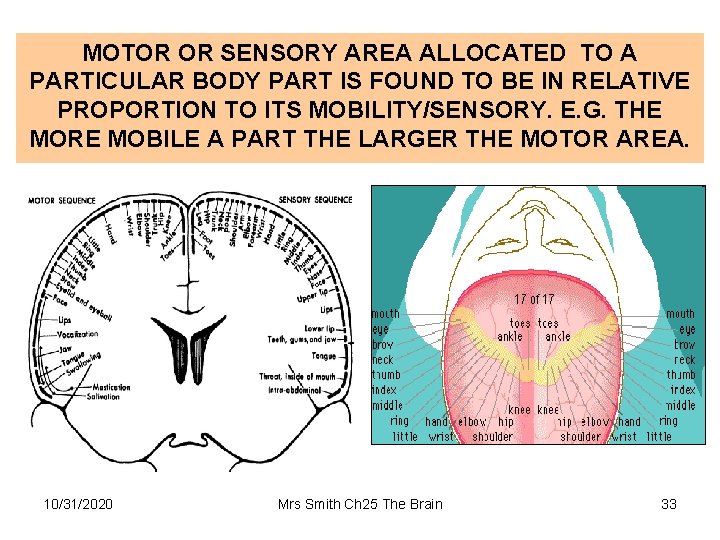 MOTOR OR SENSORY AREA ALLOCATED TO A PARTICULAR BODY PART IS FOUND TO BE