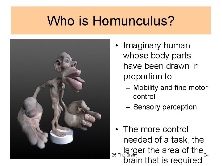 Who is Homunculus? • Imaginary human whose body parts have been drawn in proportion