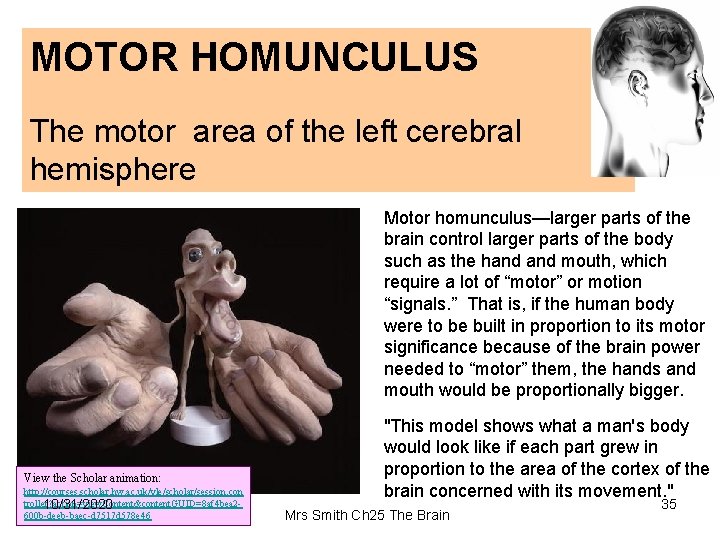 MOTOR HOMUNCULUS The motor area of the left cerebral hemisphere Motor homunculus—larger parts of