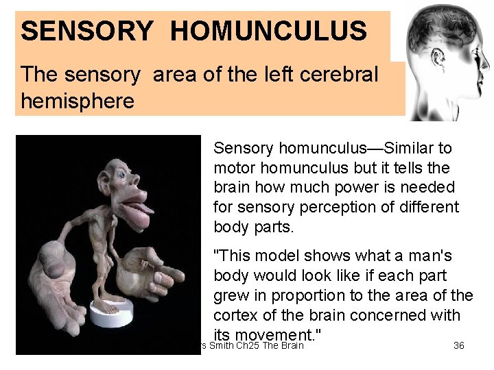 SENSORY HOMUNCULUS The sensory area of the left cerebral hemisphere Sensory homunculus—Similar to motor