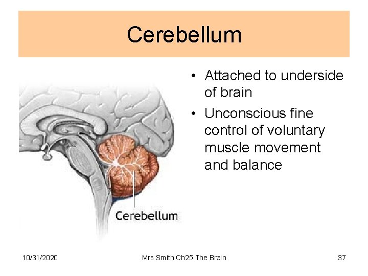 Cerebellum • Attached to underside of brain • Unconscious fine control of voluntary muscle