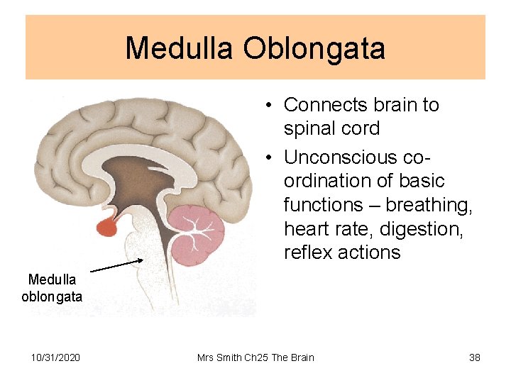 Medulla Oblongata • Connects brain to spinal cord • Unconscious coordination of basic functions