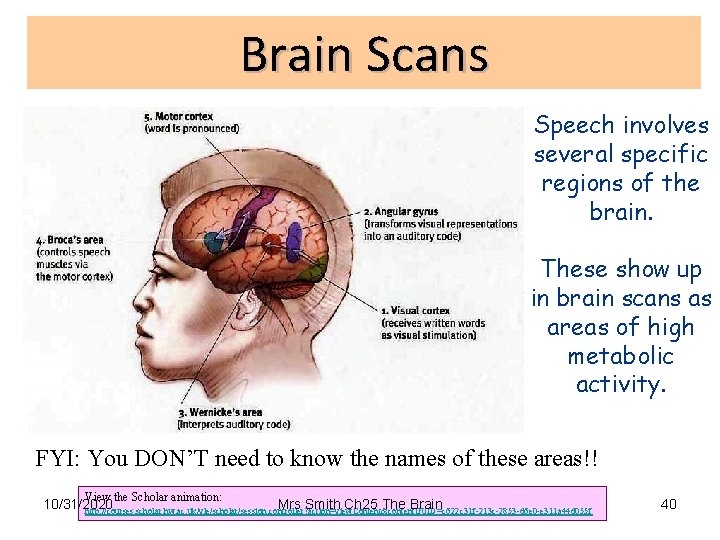 Brain Scans Speech involves several specific regions of the brain. These show up in