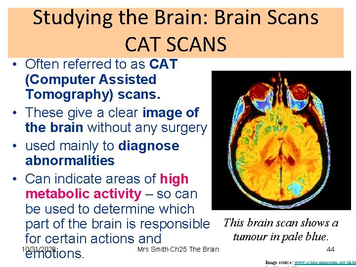 Studying the Brain: Brain Scans CAT SCANS • Often referred to as CAT (Computer