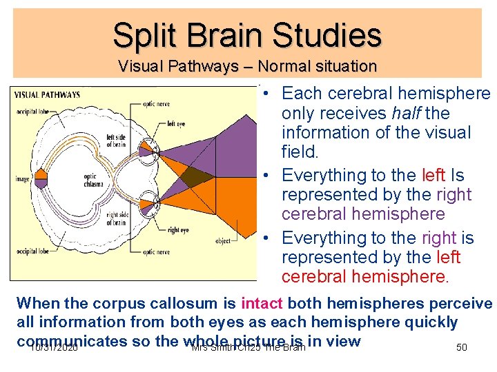 Split Brain Studies Visual Pathways – Normal situation • Each cerebral hemisphere only receives