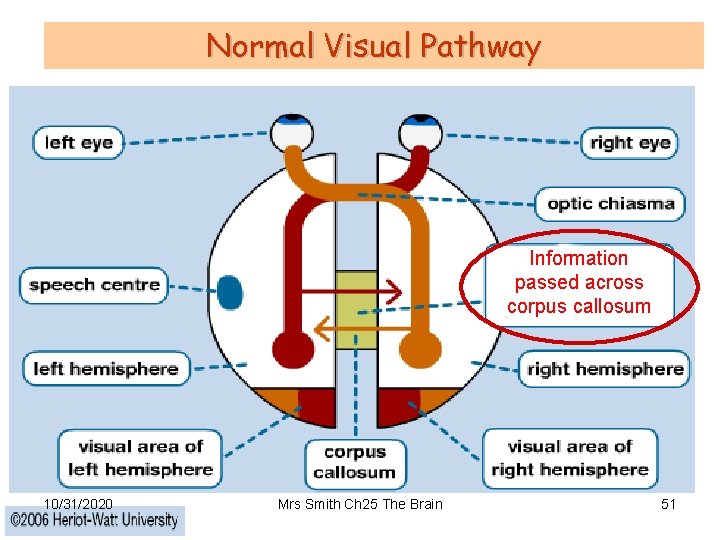 Normal Visual Pathway Information passed across corpus callosum 10/31/2020 Mrs Smith Ch 25 The