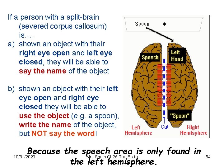 If a person with a split-brain (severed corpus callosum) is…. a) shown an object