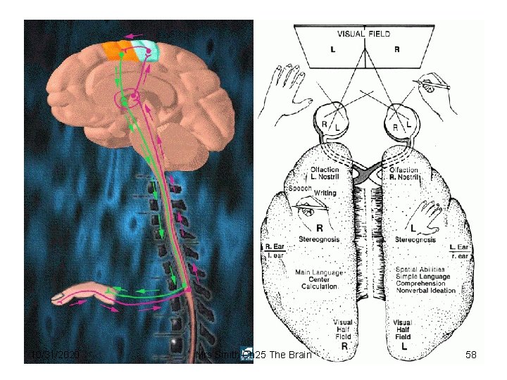 10/31/2020 Mrs Smith Ch 25 The Brain 58 