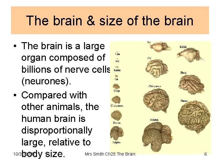 The brain & size of the brain • The brain is a large organ