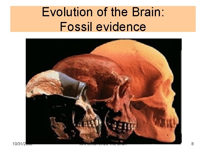 Evolution of the Brain: Fossil evidence 10/31/2020 Mrs Smith Ch 25 The Brain 8