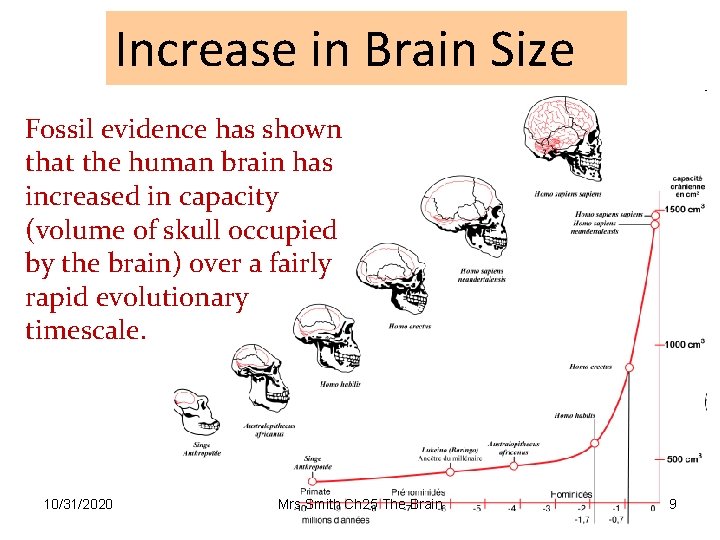 Increase in Brain Size Fossil evidence has shown that the human brain has increased