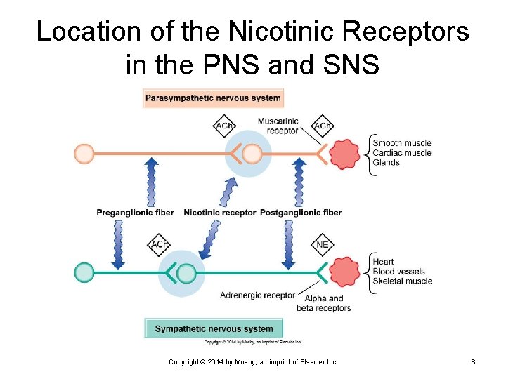 Location of the Nicotinic Receptors in the PNS and SNS Copyright © 2014 by