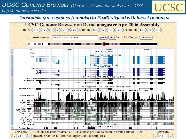 UCSC Genome Browser (University California Santa Cruz - USA) http: //genome. ucsc. edu/ Drosophila