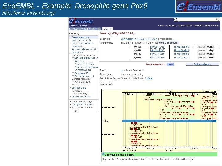 Ens. EMBL - Example: Drosophila gene Pax 6 http: //www. ensembl. org/ 