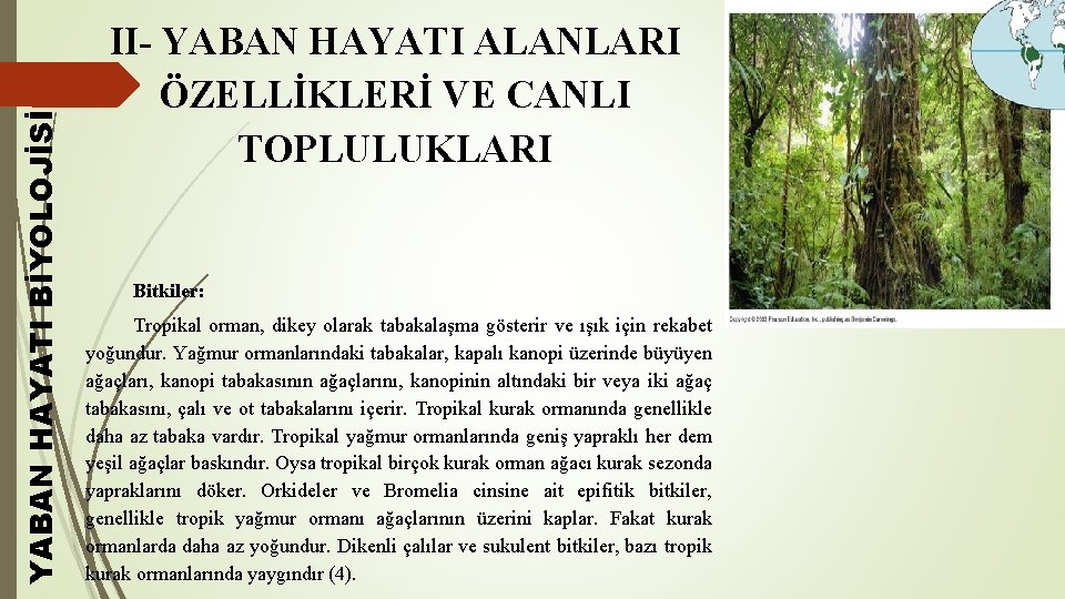 YABAN HAYATI BİYOLOJİSİ II- YABAN HAYATI ALANLARI ÖZELLİKLERİ VE CANLI TOPLULUKLARI Bitkiler: Tropikal orman,