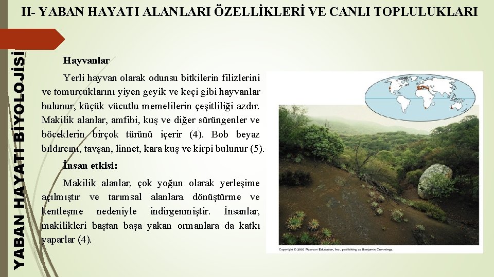 YABAN HAYATI BİYOLOJİSİ II- YABAN HAYATI ALANLARI ÖZELLİKLERİ VE CANLI TOPLULUKLARI Hayvanlar Yerli hayvan