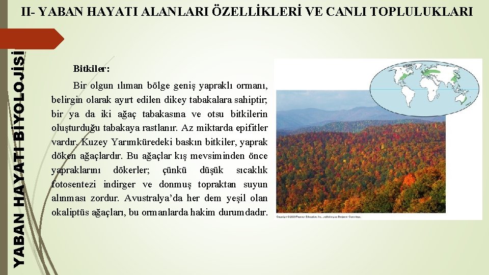 YABAN HAYATI BİYOLOJİSİ II- YABAN HAYATI ALANLARI ÖZELLİKLERİ VE CANLI TOPLULUKLARI Bitkiler: Bir olgun