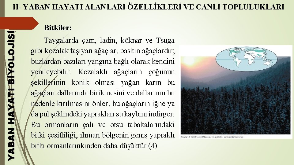 YABAN HAYATI BİYOLOJİSİ II- YABAN HAYATI ALANLARI ÖZELLİKLERİ VE CANLI TOPLULUKLARI Bitkiler: Taygalarda çam,