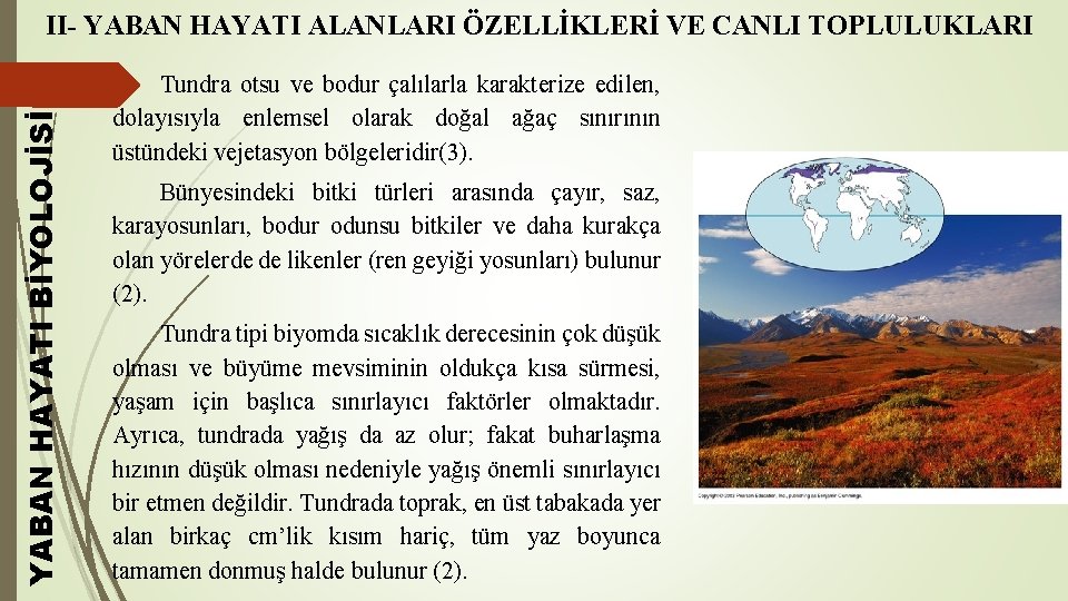 YABAN HAYATI BİYOLOJİSİ II- YABAN HAYATI ALANLARI ÖZELLİKLERİ VE CANLI TOPLULUKLARI Tundra otsu ve