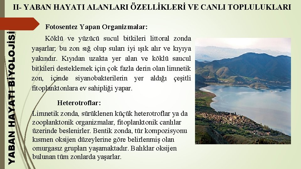 II- YABAN HAYATI ALANLARI ÖZELLİKLERİ VE CANLI TOPLULUKLARI YABAN HAYATI BİYOLOJİSİ Fotosentez Yapan Organizmalar: