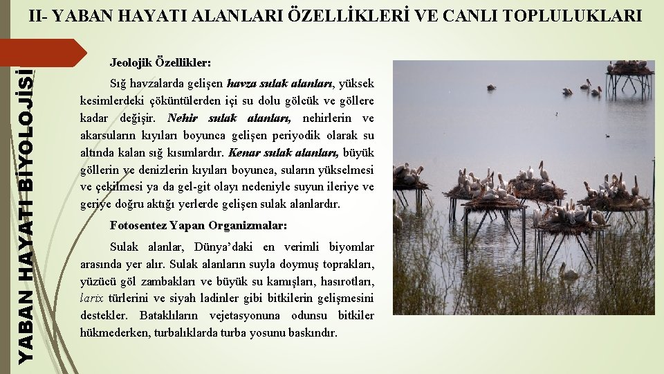YABAN HAYATI BİYOLOJİSİ II- YABAN HAYATI ALANLARI ÖZELLİKLERİ VE CANLI TOPLULUKLARI Jeolojik Özellikler: Sığ