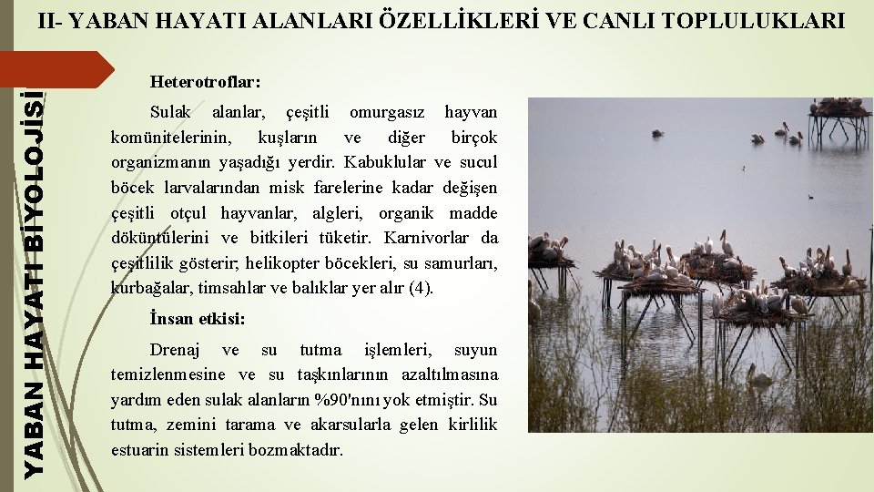 YABAN HAYATI BİYOLOJİSİ II- YABAN HAYATI ALANLARI ÖZELLİKLERİ VE CANLI TOPLULUKLARI Heterotroflar: Sulak alanlar,