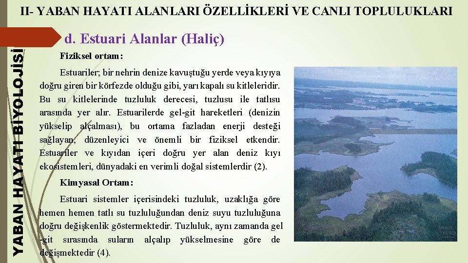 II- YABAN HAYATI ALANLARI ÖZELLİKLERİ VE CANLI TOPLULUKLARI YABAN HAYATI BİYOLOJİSİ d. Estuari Alanlar