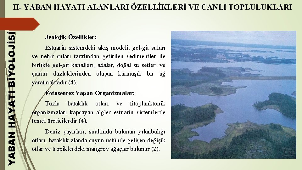 YABAN HAYATI BİYOLOJİSİ II- YABAN HAYATI ALANLARI ÖZELLİKLERİ VE CANLI TOPLULUKLARI Jeolojik Özellikler: Estuarin