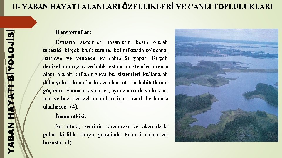 YABAN HAYATI BİYOLOJİSİ II- YABAN HAYATI ALANLARI ÖZELLİKLERİ VE CANLI TOPLULUKLARI Heterotroflar: Estuarin sistemler,