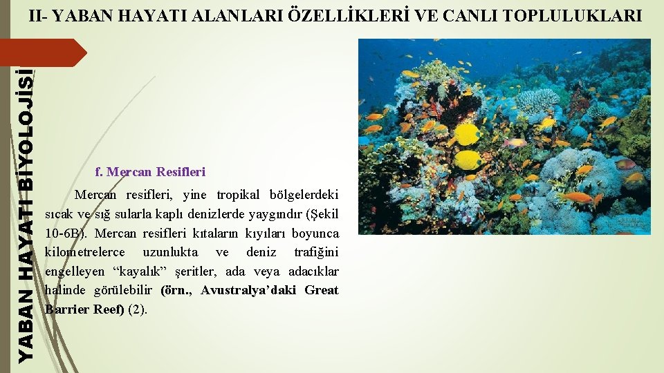 YABAN HAYATI BİYOLOJİSİ II- YABAN HAYATI ALANLARI ÖZELLİKLERİ VE CANLI TOPLULUKLARI f. Mercan Resifleri