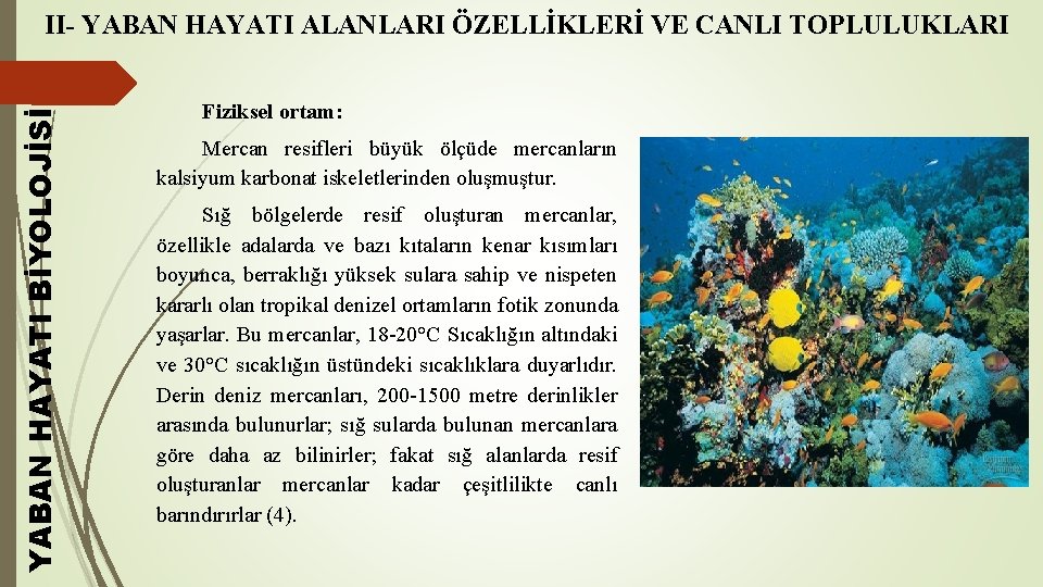 YABAN HAYATI BİYOLOJİSİ II- YABAN HAYATI ALANLARI ÖZELLİKLERİ VE CANLI TOPLULUKLARI Fiziksel ortam: Mercan