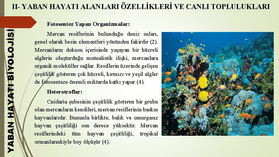 II- YABAN HAYATI ALANLARI ÖZELLİKLERİ VE CANLI TOPLULUKLARI YABAN HAYATI BİYOLOJİSİ Fotosentez Yapan Organizmalar: