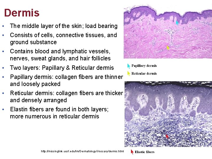 Dermis • The middle layer of the skin; load bearing • Consists of cells,