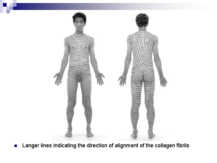 n Langer lines indicating the direction of alignment of the collagen fibrils 