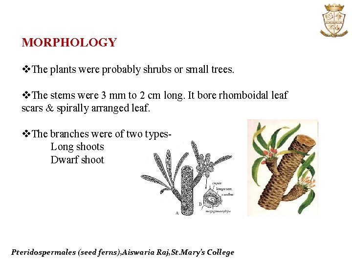 MORPHOLOGY v. The plants were probably shrubs or small trees. v. The stems were