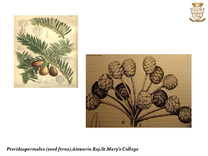 Pteridospermales (seed ferns), Aiswaria Raj, St. Mary’s College 
