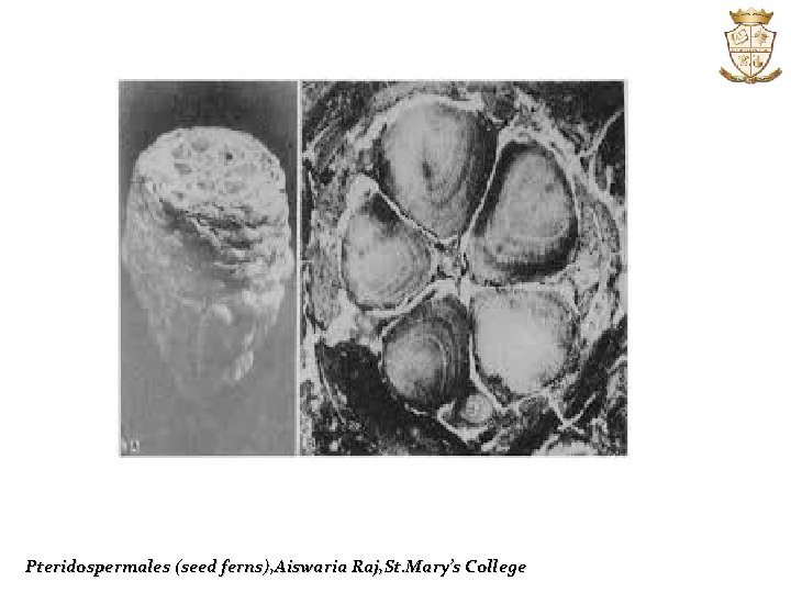 Pteridospermales (seed ferns), Aiswaria Raj, St. Mary’s College 