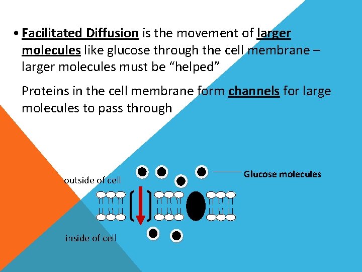  • Facilitated Diffusion is the movement of larger molecules like glucose through the