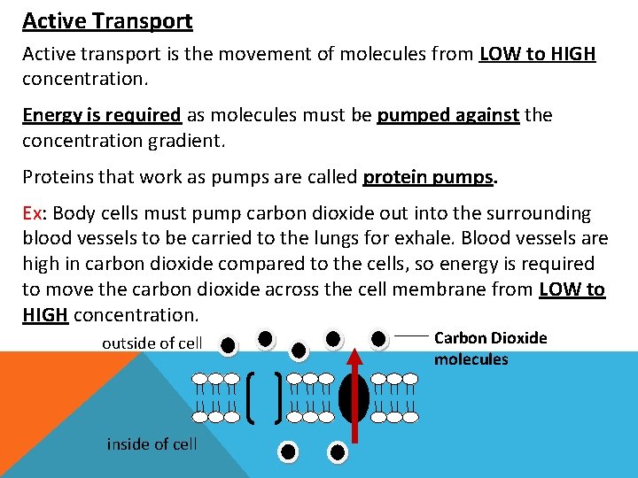 Active Transport Active transport is the movement of molecules from LOW to HIGH concentration.