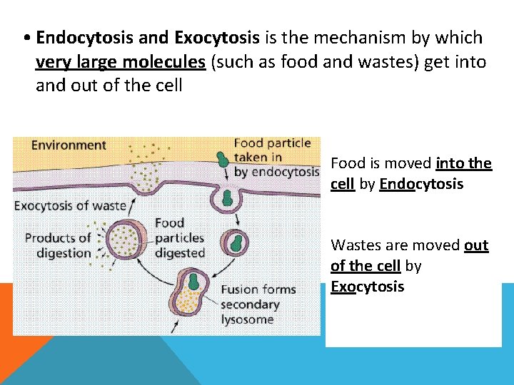  • Endocytosis and Exocytosis is the mechanism by which very large molecules (such