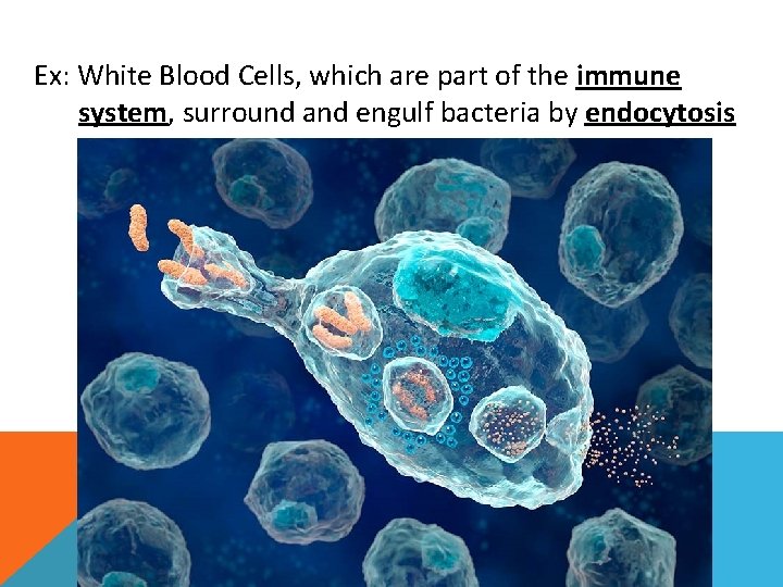 Ex: White Blood Cells, which are part of the immune system, surround and engulf