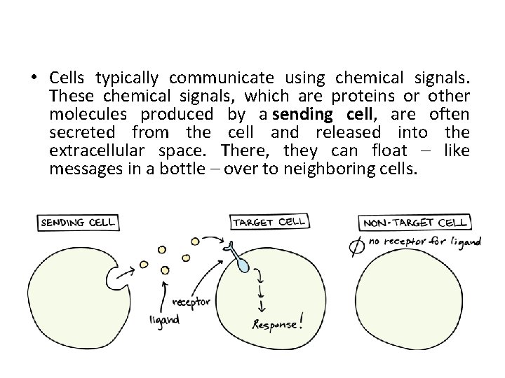  • Cells typically communicate using chemical signals. These chemical signals, which are proteins