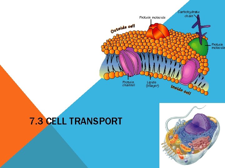 7. 3 CELL TRANSPORT 2006 -2007 