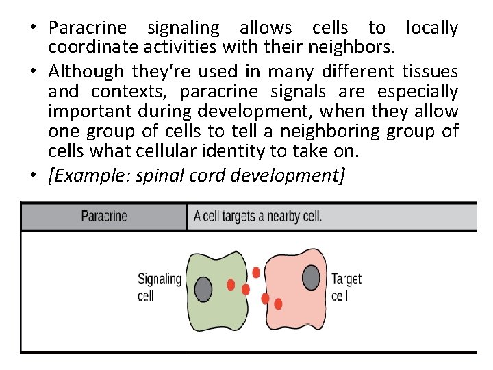  • Paracrine signaling allows cells to locally coordinate activities with their neighbors. •