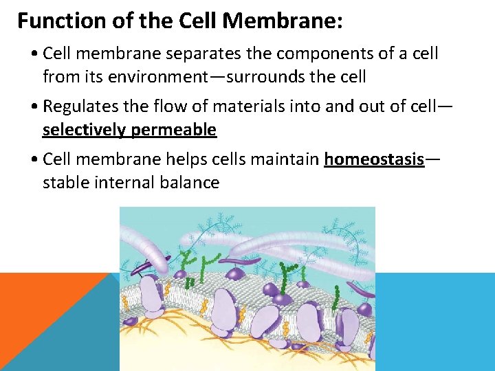 Function of the Cell Membrane: • Cell membrane separates the components of a cell