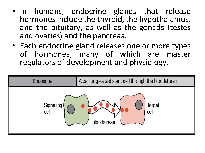  • In humans, endocrine glands that release hormones include thyroid, the hypothalamus, and