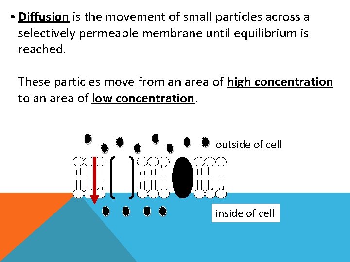  • Diffusion is the movement of small particles across a selectively permeable membrane