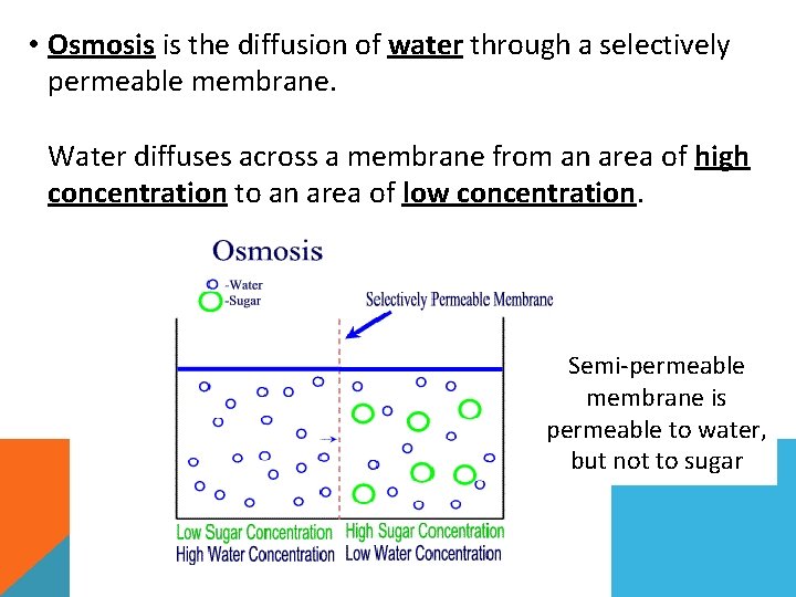  • Osmosis is the diffusion of water through a selectively permeable membrane. Water